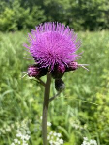 Bieszczadzki kwiat spotkany na łące latem 2025 roku na trasie do wsi Sianki.