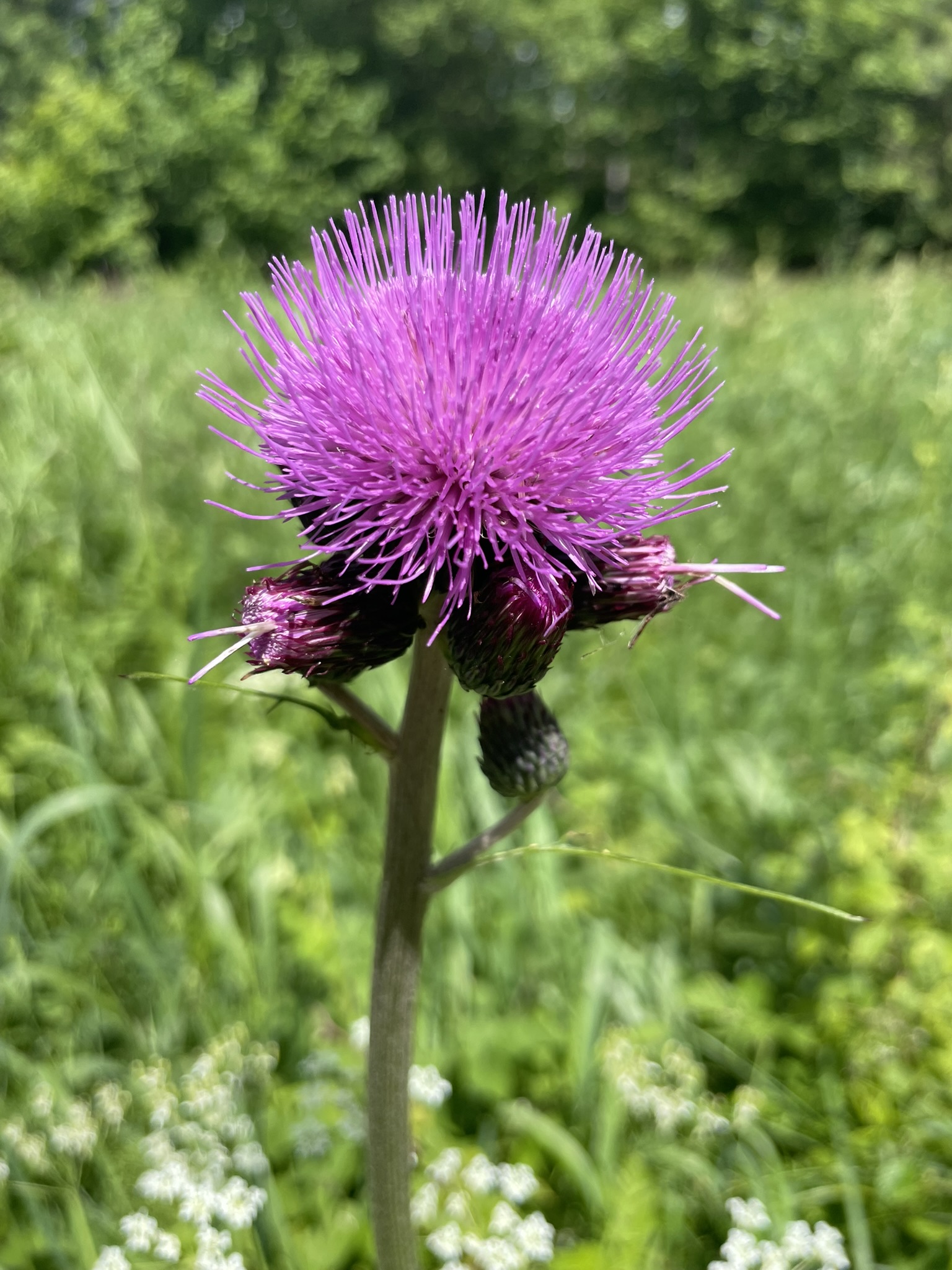 Bieszczadzki kwiat spotkany na łące latem 2025 roku na trasie do wsi Sianki.