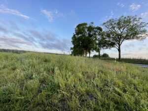 Łąka i dwa duże drzewa w tle