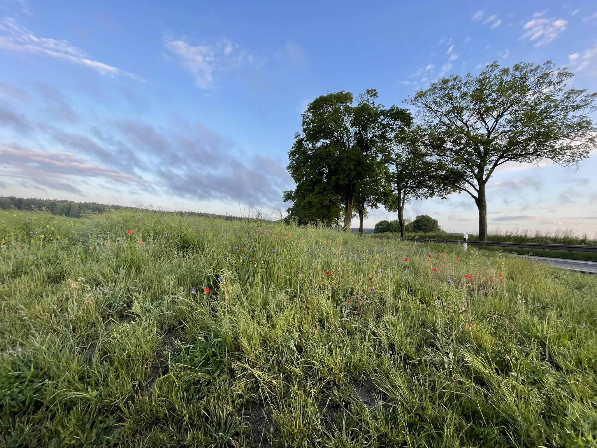 Łąka i dwa duże drzewa w tle